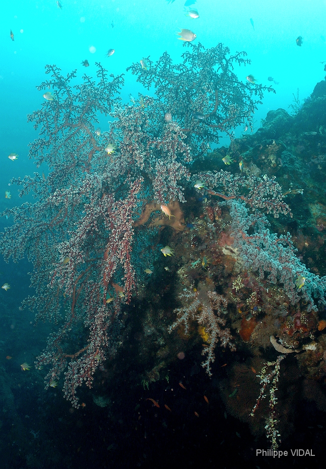 Bali 2016 - Liberty - Corail - IMG_5788_rc.jpg